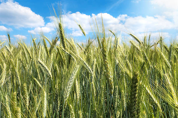 istock Green barley in close-up 512294126