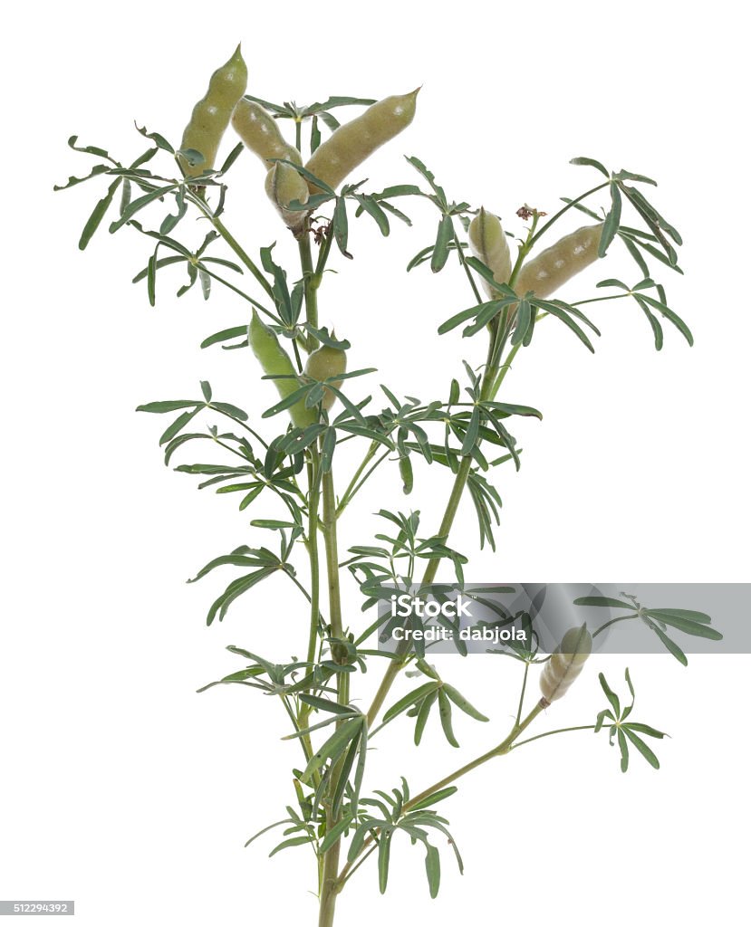 pod of lupin pod of lupin (Lupinus angustifolius) on white background Extreme Close-Up Stock Photo