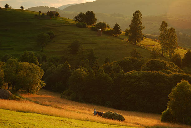 agriculteur avec chariot de foin - romanian hay photos et images de collection