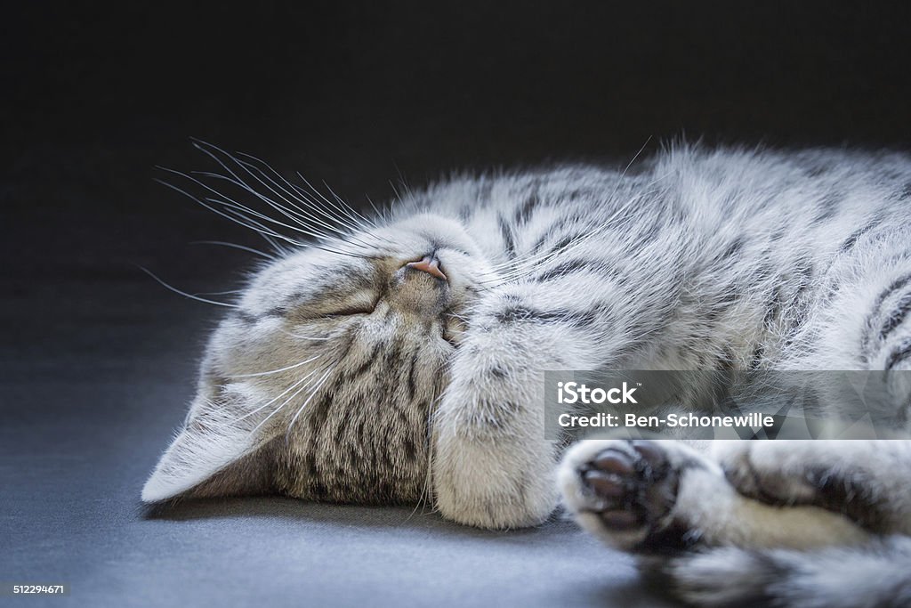 Black silver tabby kitten lying lazy Young British shorthair black silver tabby cat lying lazy. This young kitten is peacefully sleeping on her back. The head of the pet is upside down. Concept of sleep, enjoy, relax, cute, humorous, adorable, satisfaction. Isolated on black background with emty space for adding text. Animal Stock Photo