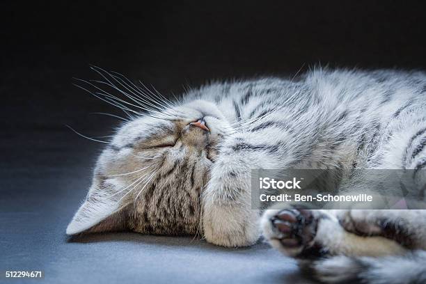 Black Silver Tabby Kitten Lying Lazy Stock Photo - Download Image Now - Animal, Close-up, Domestic Cat