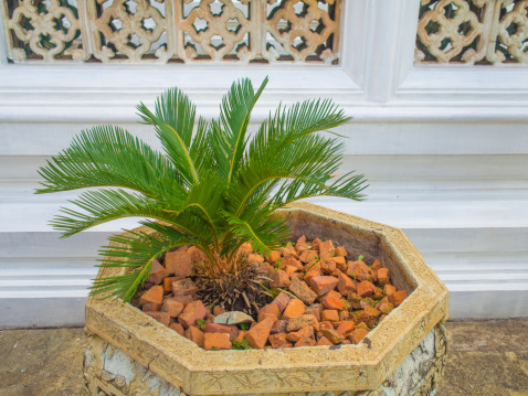 Small date palm tree