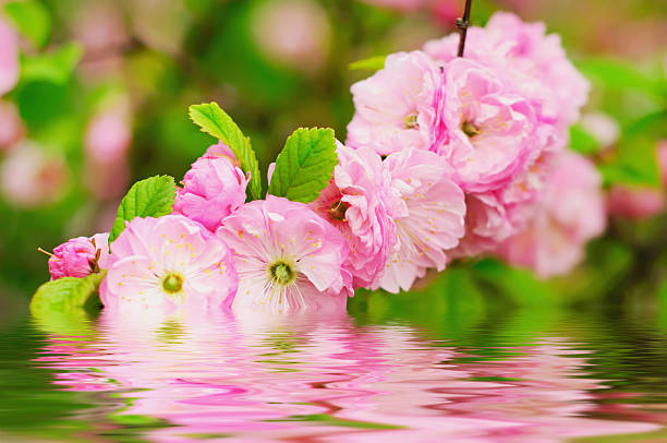 Blossoming of sakura flowers, floral natural background