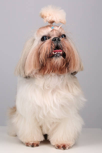 istock Shih Tzu dog sitting in studio on a grey background 512295660