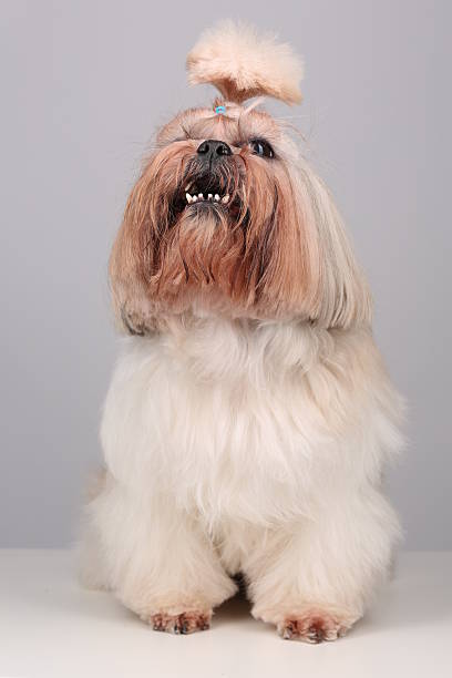 istock Shih Tzu dog sitting in studio on a grey background 512295792