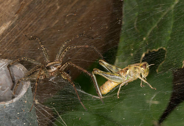istock Spider killing a grasshopper caught in spiderweb - Stock image 512298780