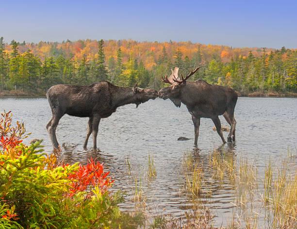 ムース キス - maine moose ストックフォトと画像