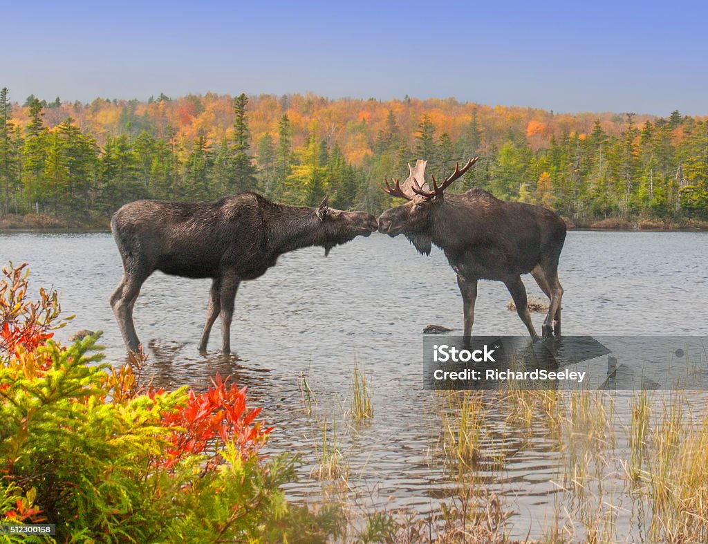 Moose Smooch Moose Smooch - A cow and bull moose touch noses in a show of affection during the fall mating season. Moose Stock Photo