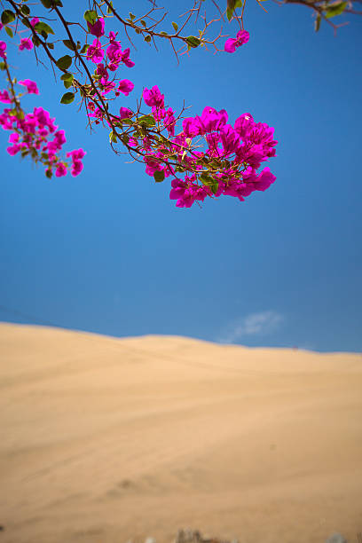 цветы blossomed в оазис в пустыне - oasis sand sand dune desert стоковые фото и изображения