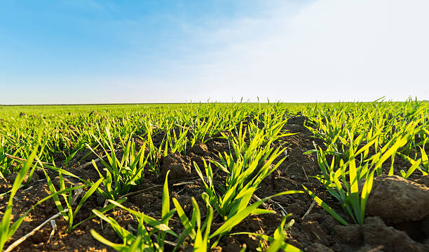 グリーンフィールドのスプラウティング・小麦 - field landscape green wheat ストックフォトと画像