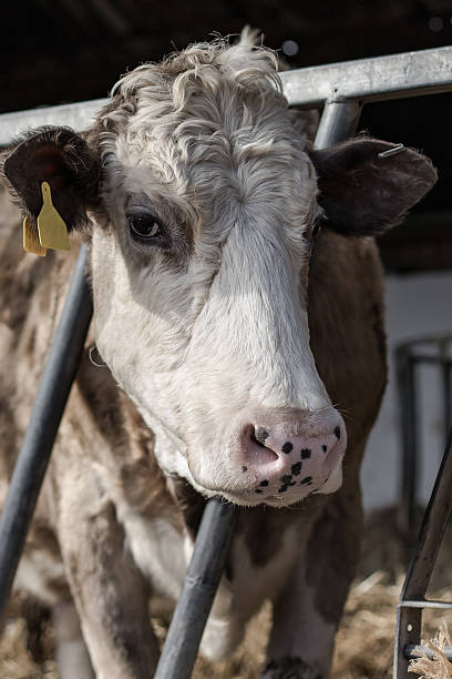 istock White and Brown Farm Yard Cow 512303822