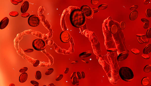 istock 3d Digital illustration of Ebola virus, Microscopic view. 512310297