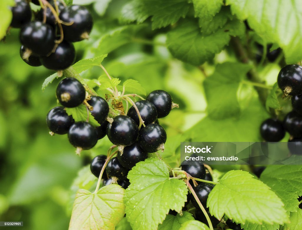 black currant branch.  Ripe blackcurrants growing in the bush black currant branch. Ripe blackcurrants growing in the bush Agriculture Stock Photo