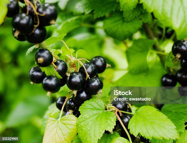 Black Currant Branch Ripe Blackcurrants Growing In The Bush Stock Photo - Download Image Now