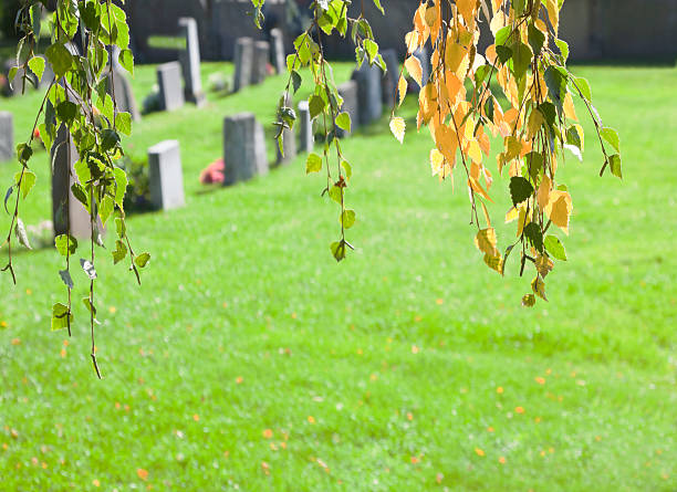 istock Cemetery in early fall with yellow birch. 512322355