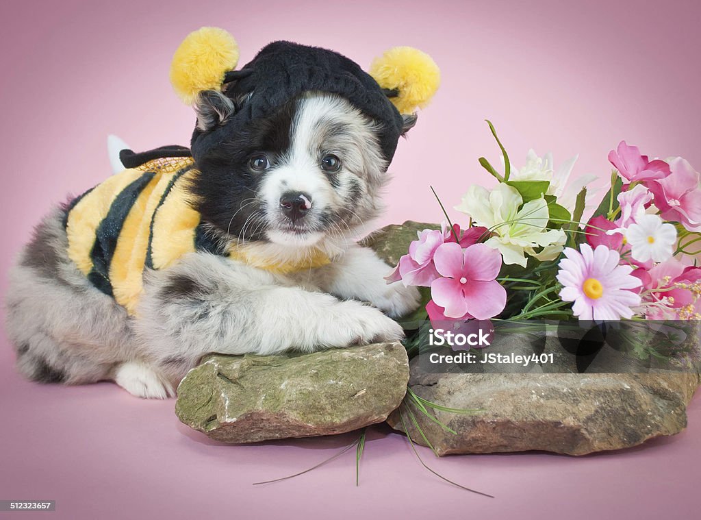 Bumble Bee Puppy Aussie puppy dressed up in a bee outfit on a pink background. Affectionate Stock Photo