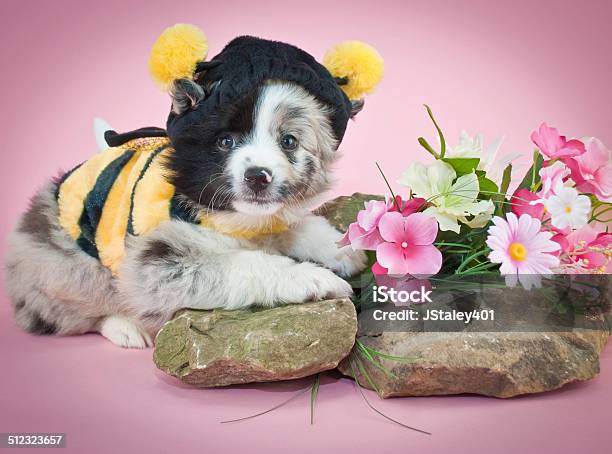 Bumble Bee Puppy Stock Photo - Download Image Now - Affectionate, Animal, Animal Hair