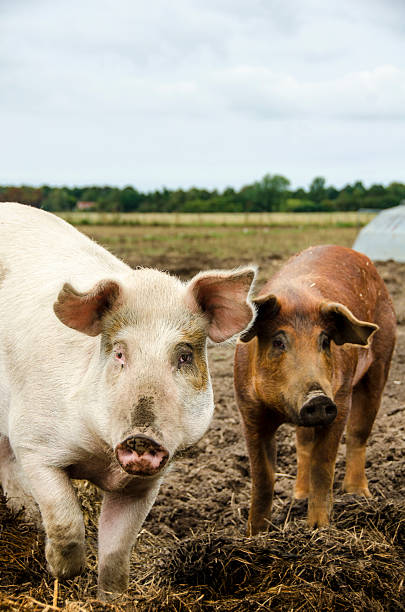 istock Brown and pink pig looking in the camera 512324083
