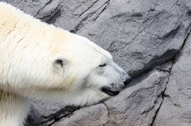 istock White Polar Bear Hunter in the zoo 512324085