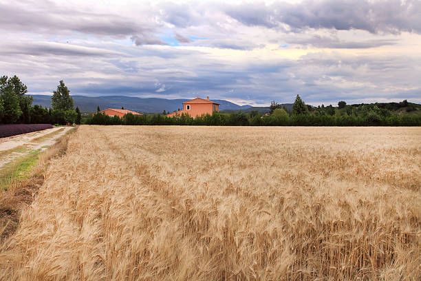 Summer Landscape with Wheat and Lavender field in Provence, southern France