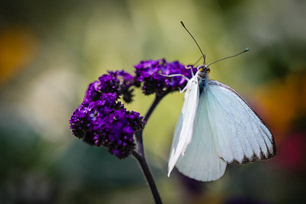 istock Great Southern White Ascia Monuste 512325881