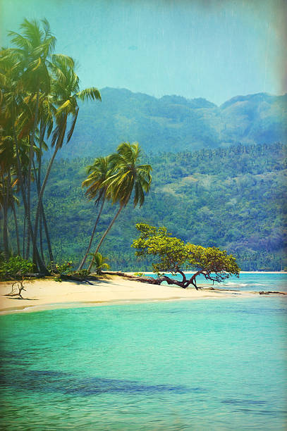 Digital art, paint effect, Tropical tree Samana, playa rincon Digital art, paint effect, Tropical tree on Virgin beach, Samana peninsula, Dominican Republic, playa rincon playa rincón stock pictures, royalty-free photos & images