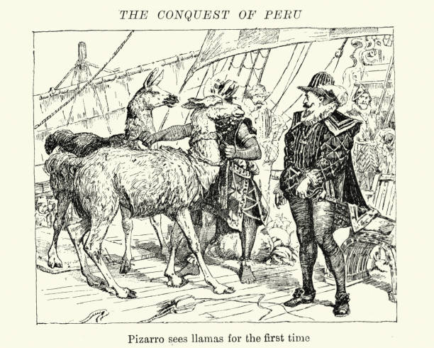 Conquest of Peru - Francisco Pizarro sees llamas Vintage engraving showing a scene from the Conquest of Peru. Francisco Pizarro sees llamas for the first time francisco pizarro stock illustrations