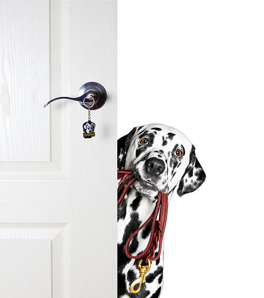 Dalmatian with a leash peeks out from behind the door stock photo