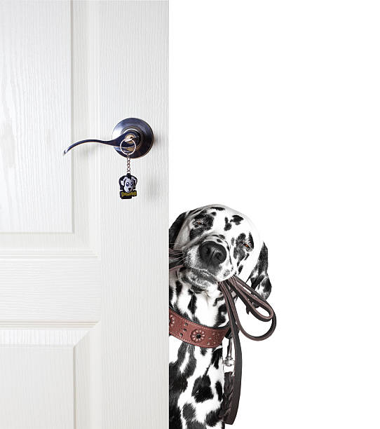 istock Dalmatian looks to leash from behind the door 512327040