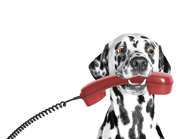 istock the dog holds the phone in its mouth 512327052
