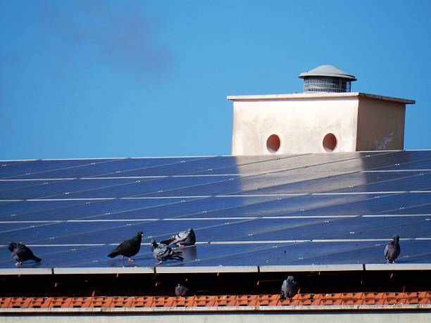 istock Pigeons on photovoltaic roof 512327270
