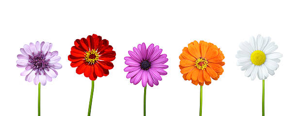 istock collage flower, colorfull flower on isolated background 512327322
