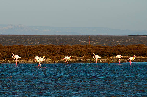 istock pink flamingos in the Camargue 512327803