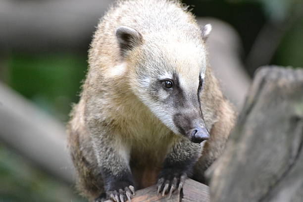 istock Nasal bear on lookout 512327935