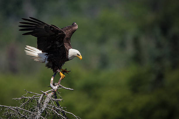 águila de cabeza blanca - bald eagle fotografías e imágenes de stock