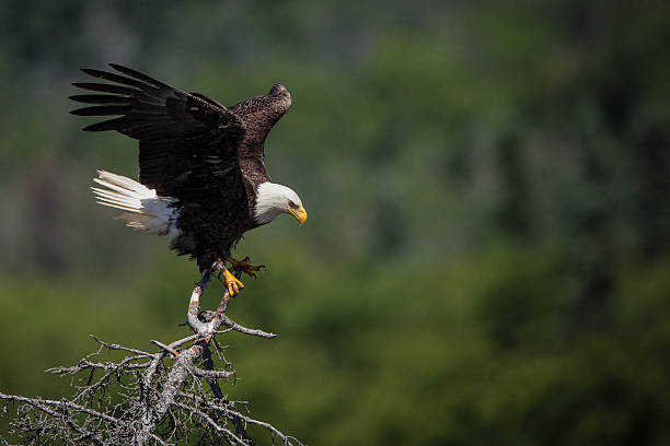 bald bielik - usa animal bald eagle bird zdjęcia i obrazy z banku zdjęć