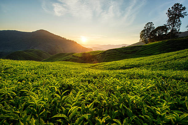 istock Tea plantation in Cameron highlands, Malaysia 512329212