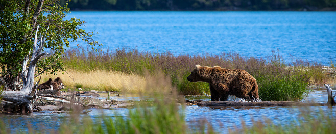 brown bear standing at a lake in Canada