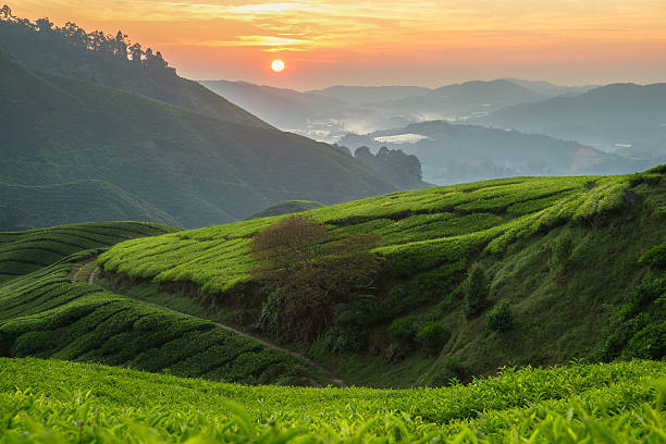 istock Tea plantation in Cameron highlands, Malaysia 512329484