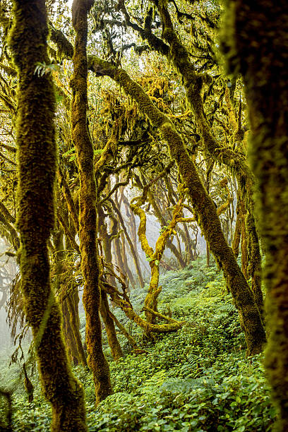 istock Evergreen forest on La Gomera island 512329586