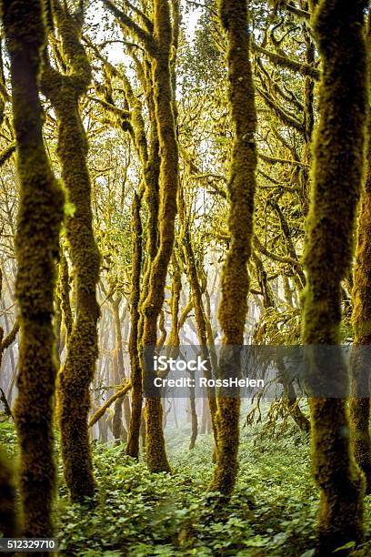 Evergreen Forest On La Gomera Island Stock Photo - Download Image Now - Atlantic Islands, Environmental Conservation, Evergreen Tree