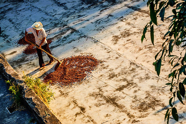 Drying cacao beans in Guatemala stock photo