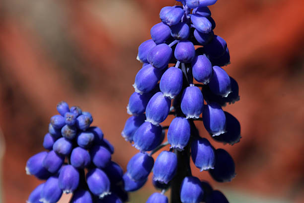 Canada: Grape Hyacinth (Muscari armeniacum) Clusters of purple flowers of the Grape Hyacinth (Muscari armeniacum), a bulbous plant that blossoms in the spring. grape hyacinth stock pictures, royalty-free photos & images