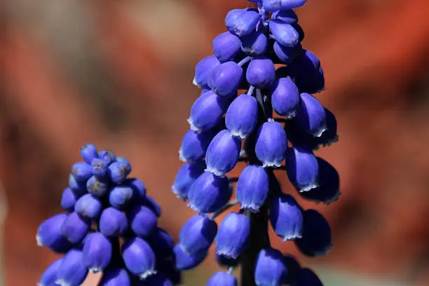 Clusters of purple flowers of the Grape Hyacinth (Muscari armeniacum), a bulbous plant that blossoms in the spring.