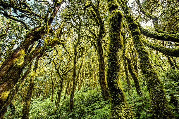 istock Evergreen forest on La Gomera island 512330408