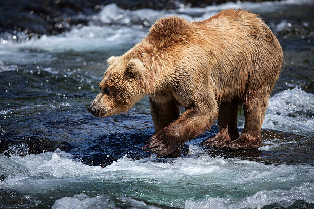 istock Alaskan Brown Bear Fishing for Salmon 512331104