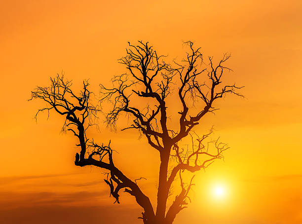 istock silhouette lonely dead tree on the sunset. 512331560