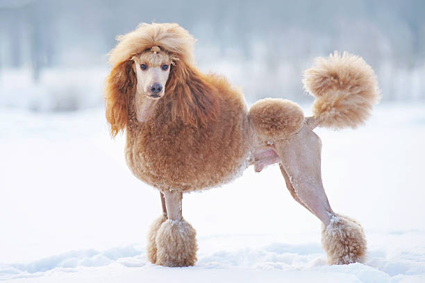 rouge chien caniche norme de séjour en plein air sur la neige - standard poodle photos et images de collection