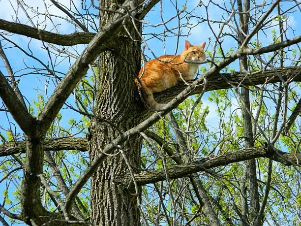 Ginger cat sitting on tree branch