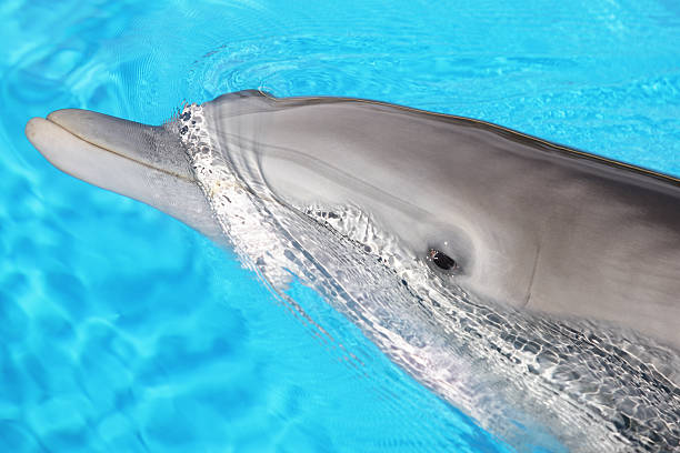 istock Bottlenose DolphinTursiops truncatus Delphinidae 512332726